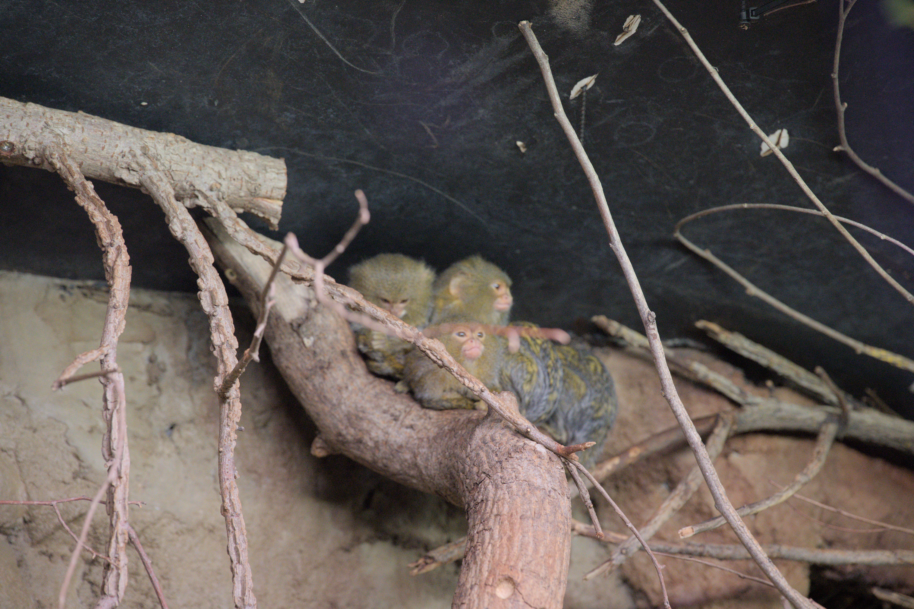 2025/10/12 - zoo/DSC_0127.jpg